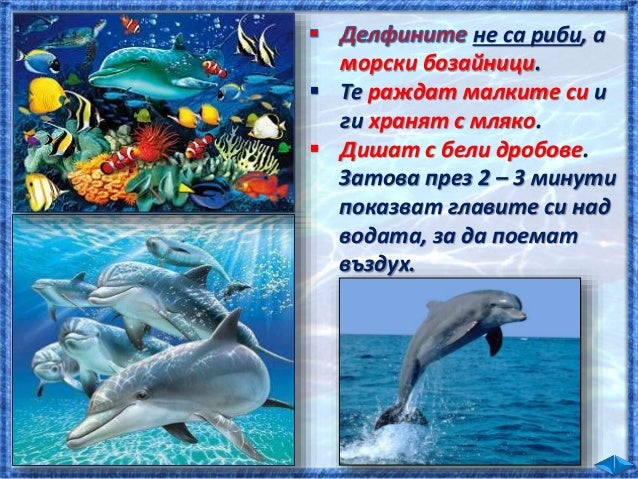 31. Животът във водата - ЧП, 4 клас, Булвест