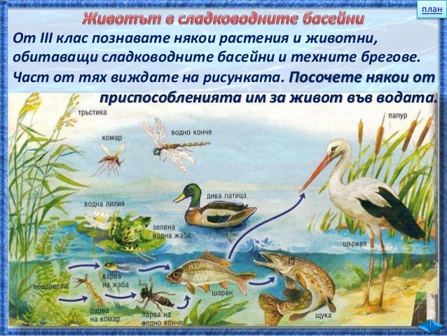 31. Животът във водата - ЧП, 4 клас, Булвест