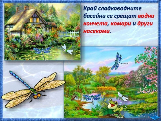 31. Животът във водата - ЧП, 4 клас, Булвест