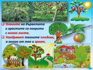  Клоните на дърветата
и храстите са покрити
с много листа.
 Наедряват техните плодове,
а много от тях и зреят.
 