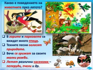 Какво е поведението на
животните през лятото?
 В горите и парковете се
виждат много птици.
 Техните песни огласят
природата.
 Вече се грижат за своите
малки рожби.
 Летят различни насекоми –
пеперуди, пчели и др.
 