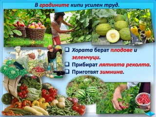 В градините кипи усилен труд.
 Хората берат плодове и
зеленчуци.
 Прибират лятната реколта.
 Приготвят зимнина.
 