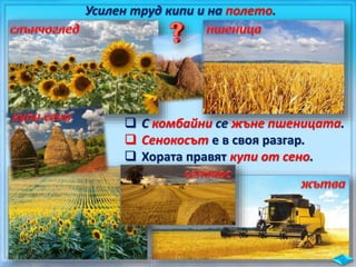 Усилен труд кипи и на полето.
 С комбайни се жъне пшеницата.
 Сенокосът е в своя разгар.
 Хората правят купи от сено.
 
