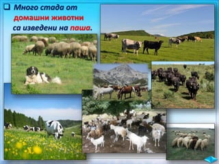  Много стада от
домашни животни
са изведени на паша.
 