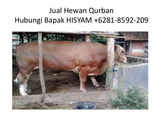 Hub 6281 8592 209 Xl Pusat Penjualan Hewan Qurban Kambing Agen