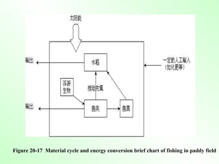 Figure 20-17  Material cycle and energy conversion brief chart of fishing in paddy field 
 