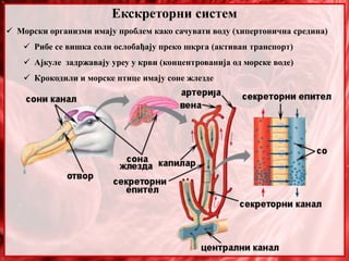 Екскреторни систем
 Морски организми имају проблем како сачувати воду (хипертонична средина)
 Рибе се вишка соли ослобађају преко шкрга (активан транспорт)
 Ајкуле задржавају уреу у крви (концентрованија од морске воде)
 Крокодили и морске птице имају соне жлезде
 