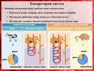 Екскреторни систем
 Копнени кичмењаци имају проблем како сачувати воду
 Рептили и птице стварају малу количину получврсте мокраће
 Пустињске животиње имају веома дуге Хенлеове петље
 Пустињски глодари у носним ходницима кондензују водену пару
 