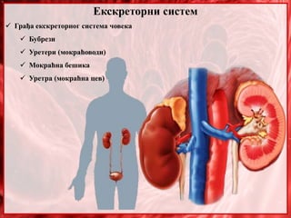 Екскреторни систем
 Грађа екскреторног система човека
 Бубрези
 Уретери (мокраћоводи)
 Мокраћна бешика
 Уретра (мокраћна цев)
 