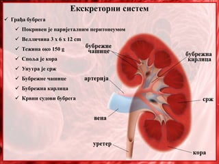 Екскреторни систем
 Грађа бубрега
 Покривен је паријеталним перитонеумом
 Велличина 3 х 6 х 12 cm
 Тежина око 150 g
 Споља је кора
 Унутра је срж
 Бубрежне чашице
 Бубрежна карлица
 Крвни судови бубрега
 