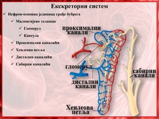 Екскреторни систем
 Нефрон-основна јединица грађе бубрега
 Малпигијево телашце
 Гломерул
 Капсула
 Проксимални каналићи
 Хенлеова петља
 Дистални каналићи
 Сабирни каналићи
 