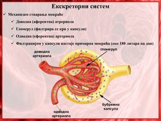 Екскреторни систем
 Механизам стварања мокраће
 Доводна (аферентна) атрериола
 Гломерул (филтрира се крв у капсули)
 Одводна (еферентна) артериола
 Филтрацијом у капсули настаје примарна мокраћа (око 180 литара на дан)
 