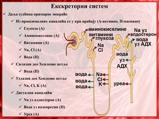 Екскреторни систем
 Даља судбина примарне мокраће
 Из проксималних каналића се у крв враћају (А-активно, П-пасивно)
 Глукоза (А)
 Аминокиселине (А)
 Витамини (А)
 Na, Cl (A)
 Вода (П)
 Силазни део Хенлеове петље
 Вода (П)
 Узлазни део Хенлеове петље
 Na, Cl, K (A)
 Дистални каналићи
 Na уз алдостерон (А)
 Вода уз вазопресин (П)
 Уреа (А)
 