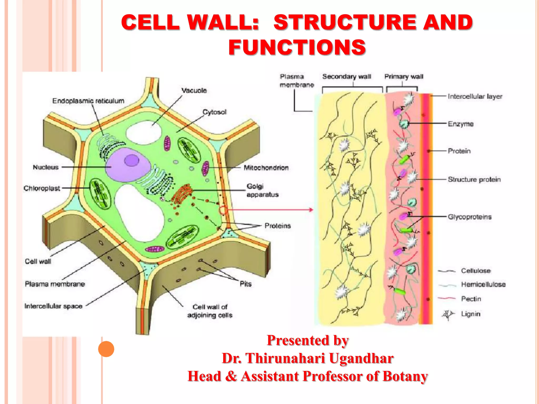 CELL WALL: STRUCTURE AND
FUNCTIONS
Presented by
Dr. Thirunahari Ugandhar
Head & Assistant Professor of Botany
 