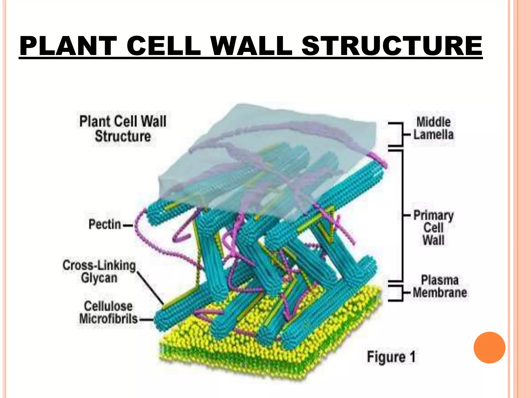 Plant Cell Wall Structure PPTX
