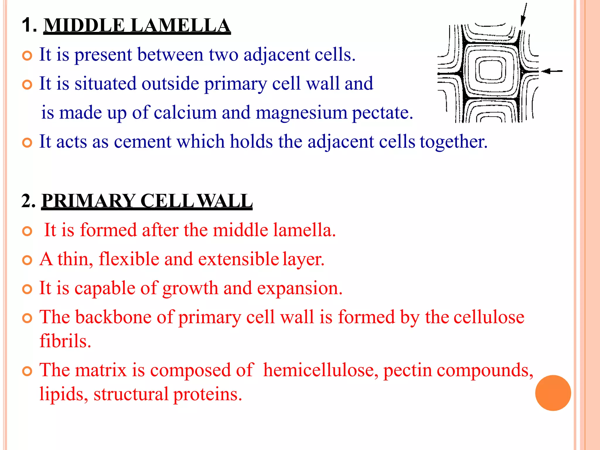 1. MIDDLE LAMELLA
 It is present between two adjacent cells.
 It is situated outside primary cell wall and
is made up of calcium and magnesium pectate.
 It acts as cement which holds the adjacent cells together.
2. PRIMARY CELLWALL
 It is formed after the middle lamella.
 A thin, flexible and extensiblelayer.
 It is capable of growth and expansion.
 The backbone of primary cell wall is formed by the cellulose
fibrils.
 The matrix is composed of hemicellulose, pectin compounds,
lipids, structural proteins.
 