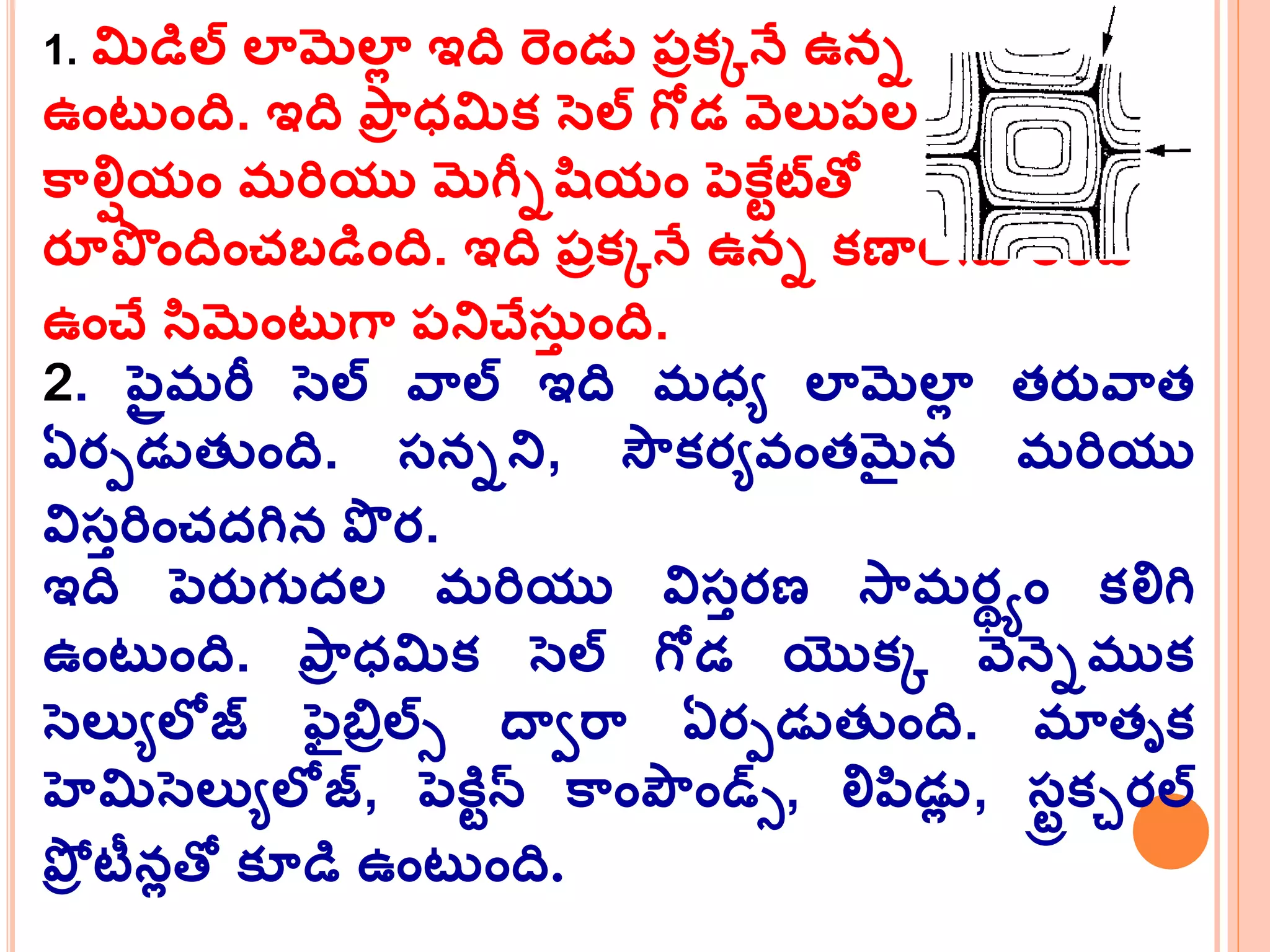 1. మిడిల్ లామలాల ఇది ర్ండు ప్రక్కనే ఉని క్ణాల మధ్య
ఉంట ంది. ఇది పమర ధ్మిక్ సెల్ గోడ వెలుప్ల ఉంది
కమలిియం మర్ియు మగనిషయం పెకటేటత్ో
రూపొందించబడింది. ఇది ప్రక్కనే ఉని క్ణాలన్ క్లిప
ఉంచే సమంట గమ ప్నిచేస్త ంది.
2. పెరైమర్న సెల్ వమల్ ఇది మధ్య లామలాల తరువమత
ఏరపడుతుంది. సనిని, సౌక్రయవ్ంతమైన మర్ియు
విసతర్ించదగిన పొ ర.
ఇది పెరుగుదల మర్ియు విసతరణ సమమర్యం క్లిగి
ఉంట ంది. పమర ధ్మిక్ సెల్ గోడ యొక్క వెనెిముక్
సెలుయలోజ్ ఫెరబ్రరల్్ దావర్మ ఏరపడుతుంది. మాతృక్
హెమిసెలుయలోజ్, పెకిేన్ కమంపౌండ్స్, లిపడుల , సేరక్చరల్
పోర టీనలత్ో క్ూడి ఉంట ంది.
 
