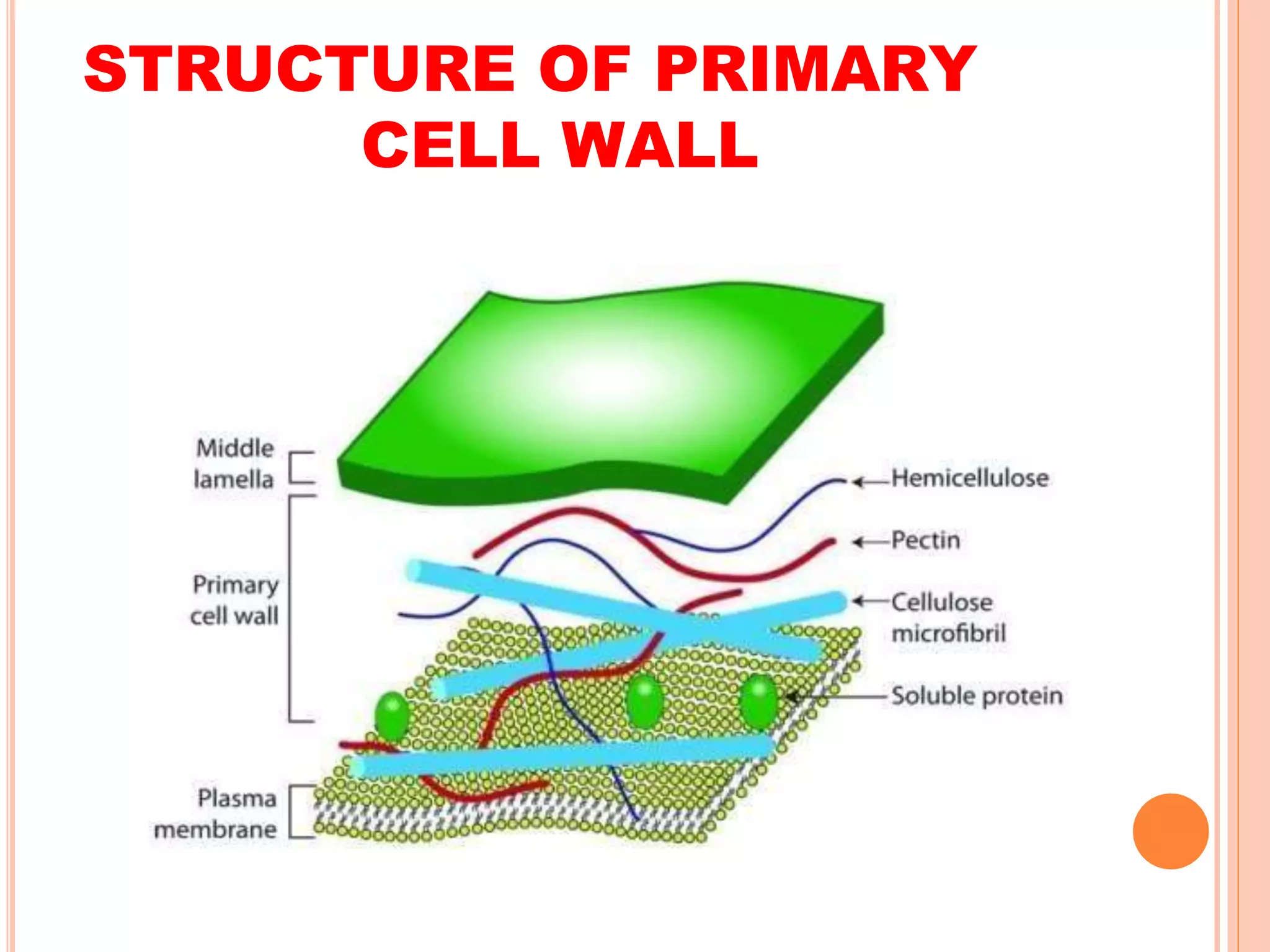 STRUCTURE OF PRIMARY
CELL WALL
 