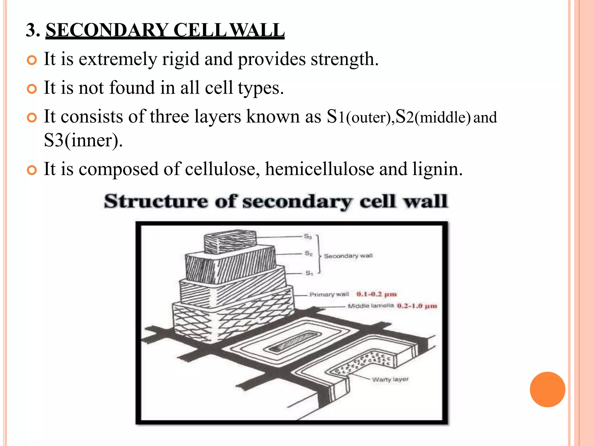 3. SECONDARY CELLWALL
 It is extremely rigid and provides strength.
 It is not found in all cell types.
 It consists of three layers known as S1(outer),S2(middle)and
S3(inner).
 It is composed of cellulose, hemicellulose and lignin.
 