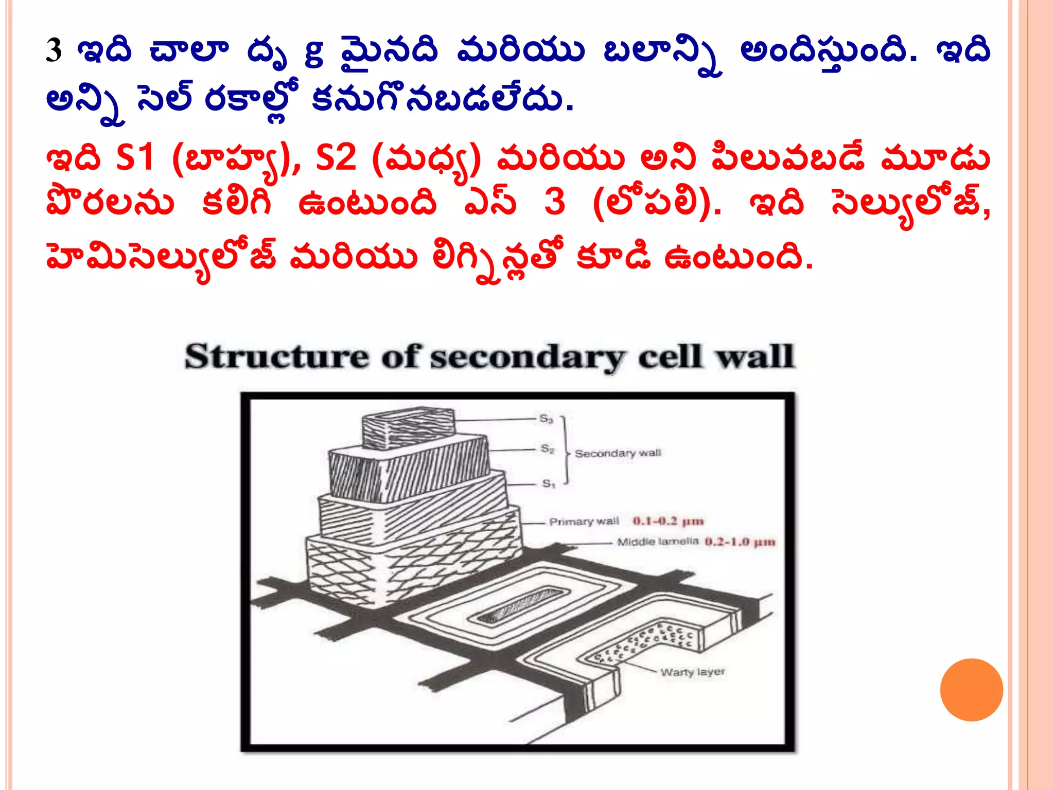 3 ఇది చాలా దృ g మైనది మర్ియు బలానిి అందిస్త ంది. ఇది
అనిి సెల్ రకమలోల క్న్గొనబడలేద్.
ఇది S1 (బాహ్య), S2 (మధ్య) మర్ియు అని పలువ్బడే మూడు
పొ రలన్ క్లిగి ఉంట ంది ఎస్ 3 (లోప్లి). ఇది సెలుయలోజ్,
హెమిసెలుయలోజ్ మర్ియు లిగిినలత్ో క్ూడి ఉంట ంది.
 