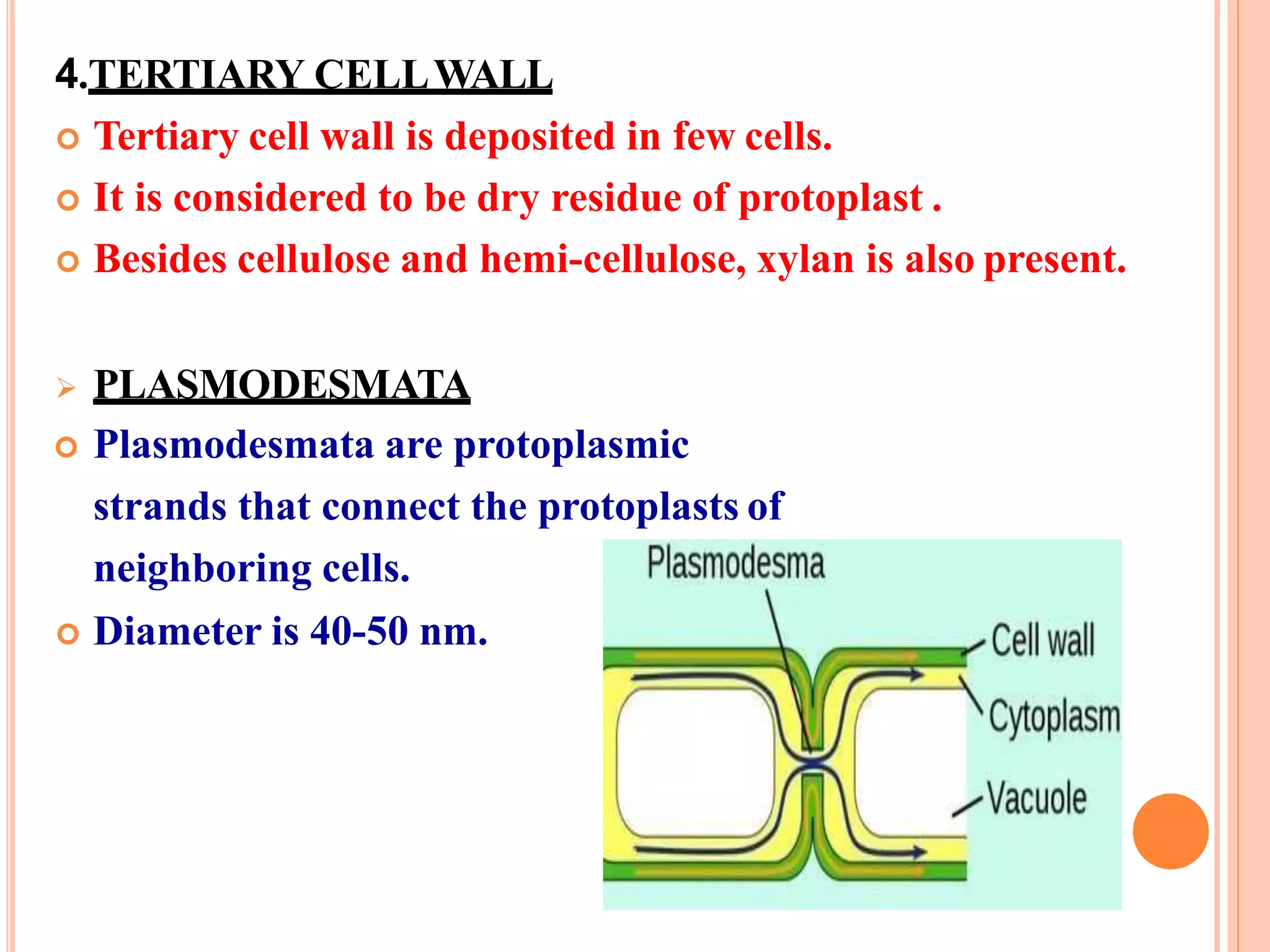 4.TERTIARY CELLWALL
 Tertiary cell wall is deposited in few cells.
 It is considered to be dry residue of protoplast .
 Besides cellulose and hemi-cellulose, xylan is also present.
 PLASMODESMATA
 Plasmodesmata are protoplasmic
strands that connect the protoplasts of
neighboring cells.
 Diameter is 40-50 nm.
 