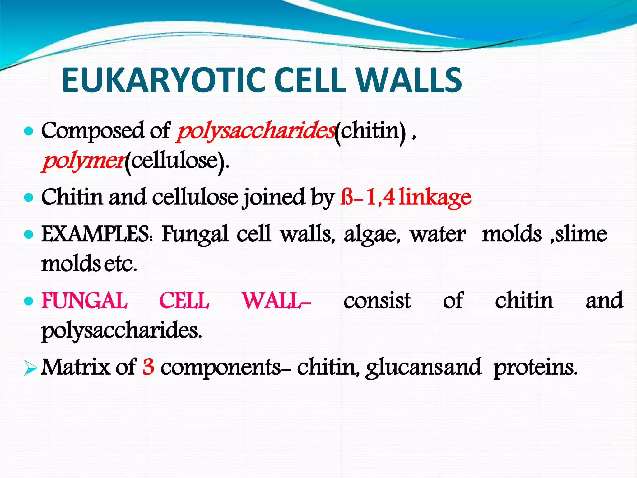 EUKARYOTIC CELL WALLS
 Composed of polysaccharides(chitin) ,
polymer(cellulose).
 Chitin and cellulose joined by ß-1,4linkage
 EXAMPLES: Fungal cell walls, algae, water molds ,slime
moldsetc.
 FUNGAL CELL WALL- consist of chitin and
polysaccharides.
Matrix of 3 components- chitin, glucansand proteins.
 