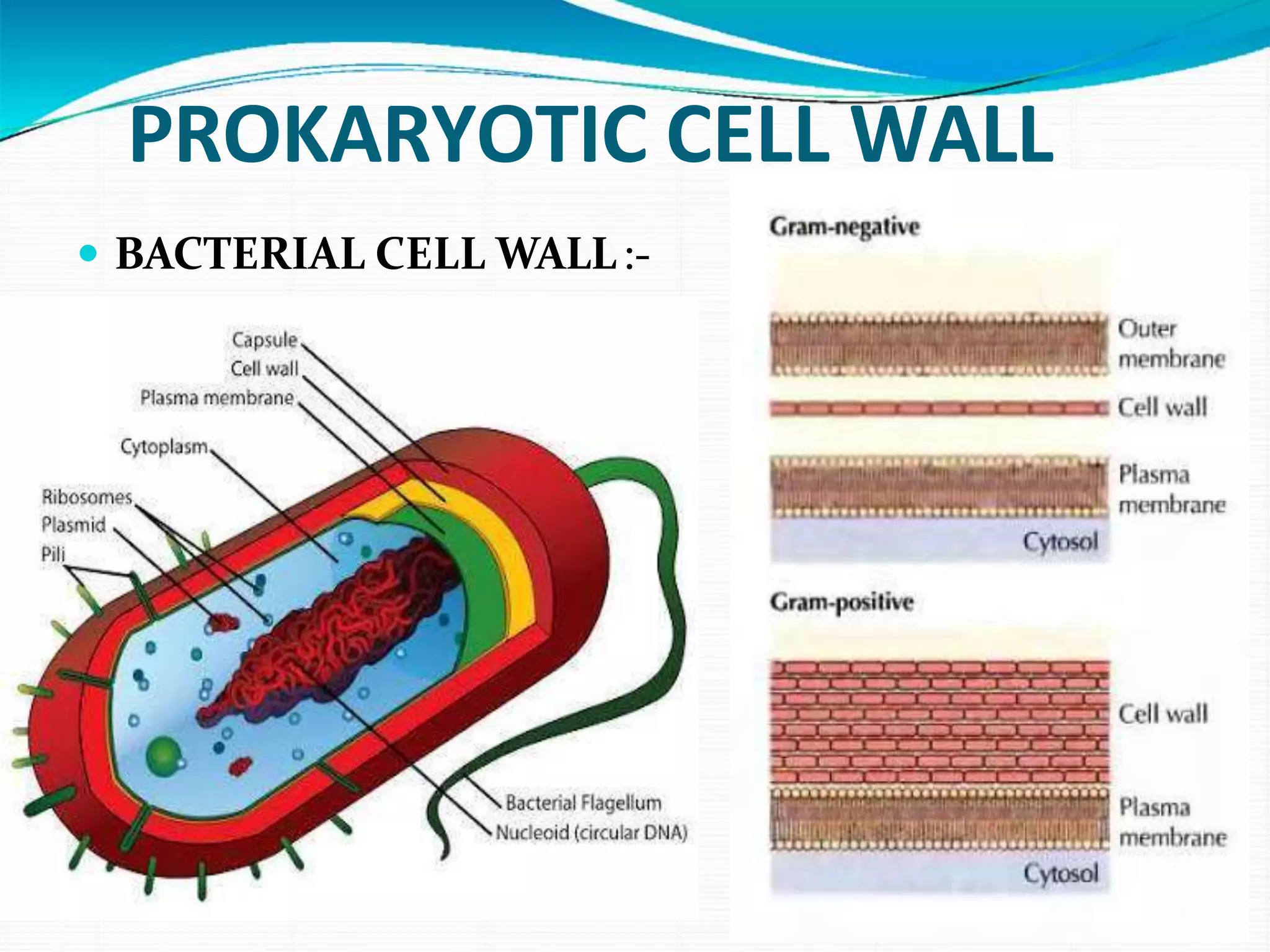 PROKARYOTIC CELL WALL
 BACTERIAL CELL WALL:-
 