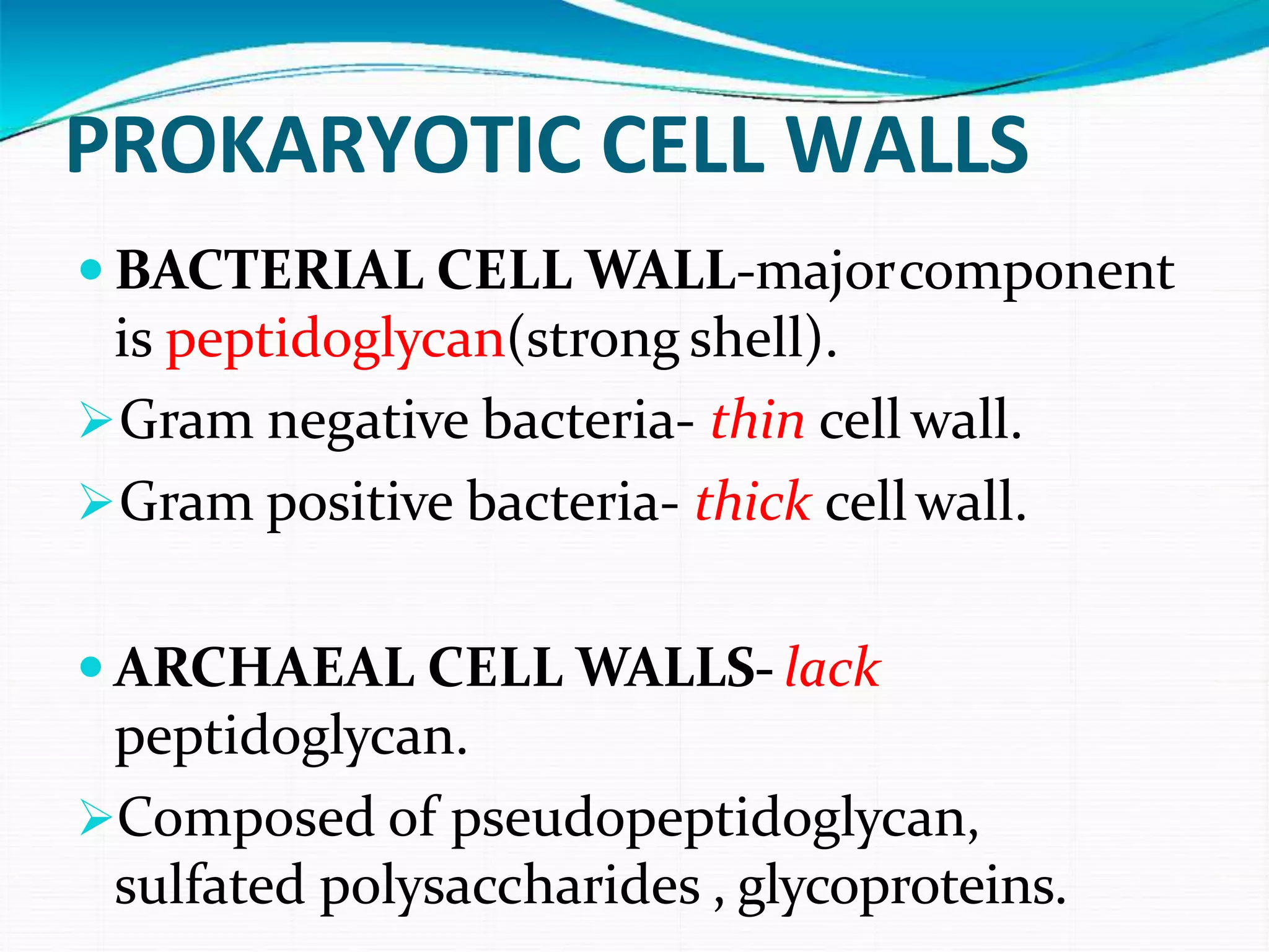 PROKARYOTIC CELL WALLS
 BACTERIAL CELL WALL-majorcomponent
is peptidoglycan(strong shell).
Gram negative bacteria- thin cell wall.
Gram positive bacteria- thick cellwall.
 ARCHAEAL CELL WALLS- lack
peptidoglycan.
Composed of pseudopeptidoglycan,
sulfated polysaccharides , glycoproteins.
 