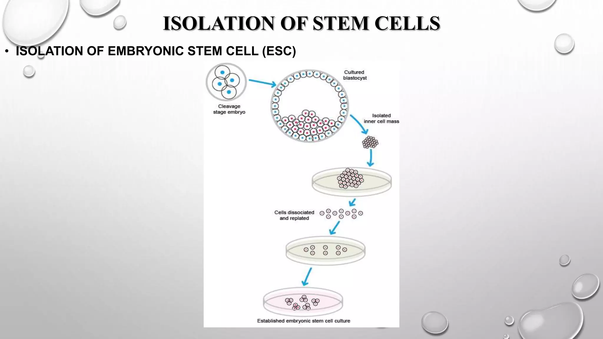 STEMCELL
