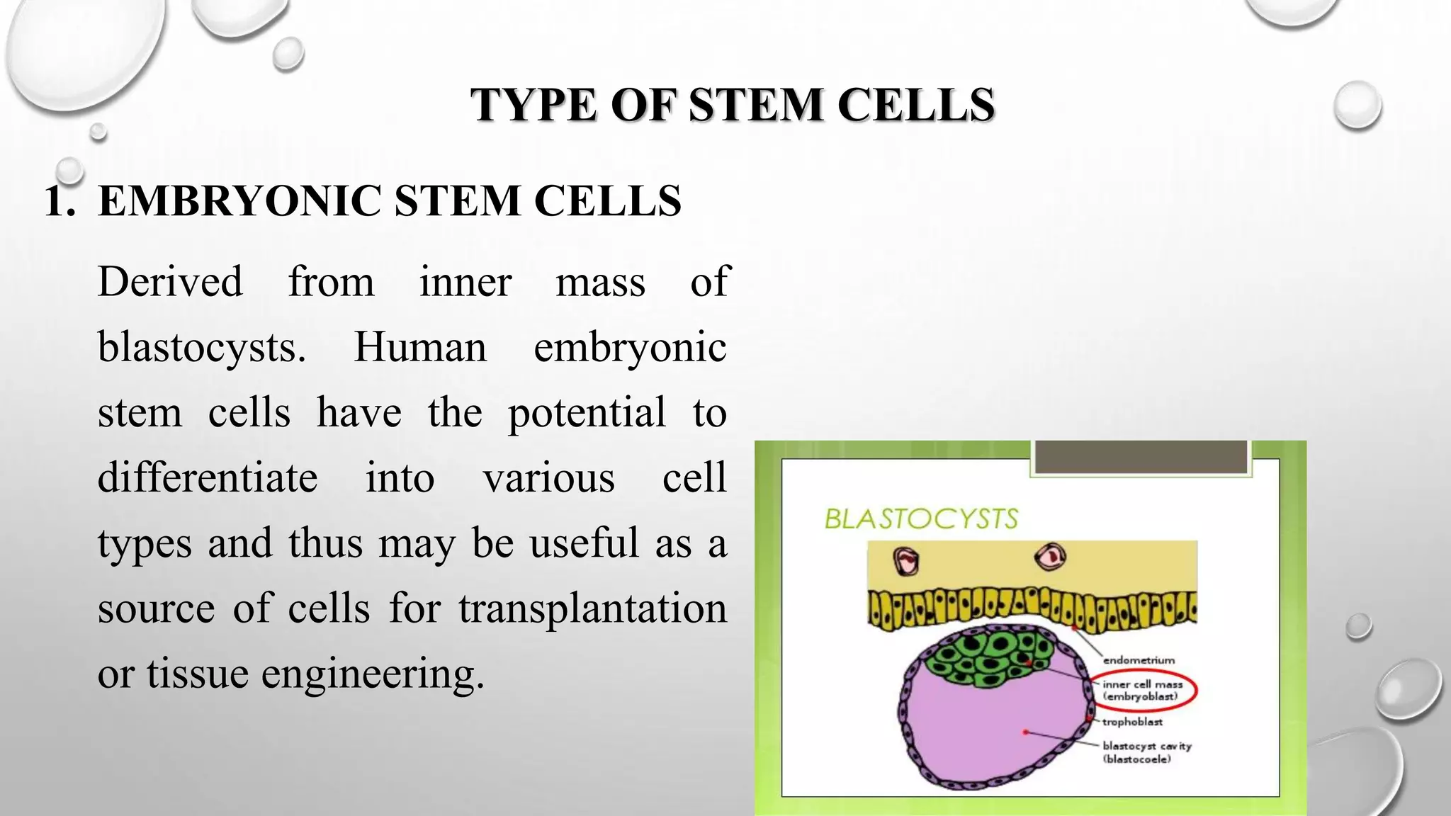 STEMCELL