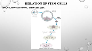 STEMCELL