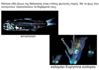 Κάποια είδη ζώων της θάλασσας είναι επίσης φωτεινές πηγές. Με το φως που
εκπέμπουν προσελκύουν τα θηράματά τους.
φαναρόψαρο
καλαμάρι Euprymna scolopes
 