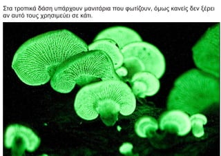 Στα τροπικά δάση υπάρχουν μανιτάρια που φωτίζουν, όμως κανείς δεν ξέρει
αν αυτό τους χρησιμεύει σε κάτι.
 