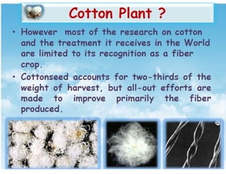 31. Cotton.pdf