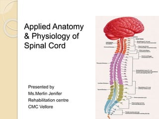 Applied Anatomy
& Physiology of
Spinal Cord
Presented by
Ms.Merlin Jenifer
Rehabilitation centre
CMC Vellore
 