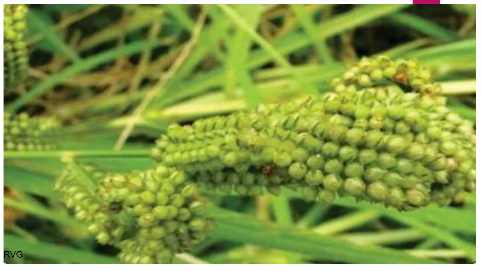 Ragi / fingermillet | PPTX