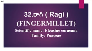 32.రాగి ( Ragi )
(FINGERMILLET)
Scientific name: Eleusine coracana
Family: Poaceae
RVG
 