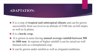 ADAPTATION:
 It is a crop of tropical and subtropical climate and can be grown
successfully from sea level to an altitude of 2100 mts on hill slopes
as well as in plains.
 It is a hardy crop.
 It is grown in areas having annual average rainfall between 500
to 1000 mm. In regions of higher rainfall it can be raised on well
drained soils as a transplanted crop.
 It can be grown under rainfed as well as irrigated conditions.
 