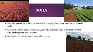 SOILS:
 It can be grown on a wide variety of soils ranging from very poor to very fertile
soils.
 Clay soils, heavy black cotton soils, gravelly and stony soils with poor fertility
and drainage are not suitable.
 It can tolerate salinity better than other cereals.
RVG
 