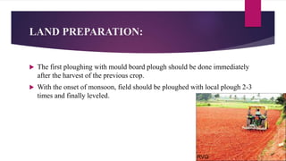 LAND PREPARATION:
 The first ploughing with mould board plough should be done immediately
after the harvest of the previous crop.
 With the onset of monsoon, field should be ploughed with local plough 2-3
times and finally leveled.
RVG
 