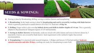 SEEDS & SOWINGS:
 Sowing is done by Broadcasting, drilling, sowing in shallow furrows and transplanting.
 1. Broadcasting: In dry lands sowing is done by broadcasting and seed is covered by working with blade harrow
which is generally practiced in coastal districts of A.P & T.N. Seed rate is 8 Kg/ ha
 2. Drilling: Finger millet is also sown by bullock drawn seed drills in shallow depths of 3-4 cms. This is generally
adopted in Rayalaseema & Telangana regions of A.P and Karnataka.
 3. Sowing in shallow furrows: In Karnataka, seeds are mixed with cattle manure and sown in furrows drawn by 3
tined drills. Furrows are covered by blade harrow. Seed requirement in this method is higher than normal
recommendation.
 4. Transplanting: It is practiced under assured irrigation. 1) Ridges and furrows 2) Flat bed method. Seeds are
raised in nurseries and after 20 days, seedlings are ready for transplanting in main field.
RVG
 