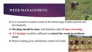 WEED MANAGEMENT:
 It is essential to control weeds in the initial stage of plant growth and
development.
 Weeding should be done with hand hoe after 25 days of sowing.
 2-3 hoeings would be sufficient to control the weeds in problems
areas.
 Hand weeding gives satisfactory control of weeds.
 