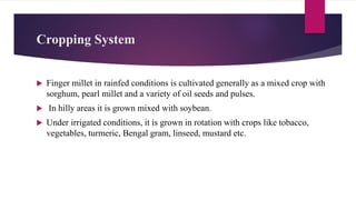 Cropping System
 Finger millet in rainfed conditions is cultivated generally as a mixed crop with
sorghum, pearl millet and a variety of oil seeds and pulses.
 In hilly areas it is grown mixed with soybean.
 Under irrigated conditions, it is grown in rotation with crops like tobacco,
vegetables, turmeric, Bengal gram, linseed, mustard etc.
 