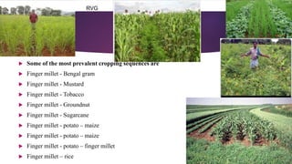  Some of the most prevalent cropping sequences are
 Finger millet - Bengal gram
 Finger millet - Mustard
 Finger millet - Tobacco
 Finger millet - Groundnut
 Finger millet - Sugarcane
 Finger millet - potato – maize
 Finger millet - potato – maize
 Finger millet - potato – finger millet
 Finger millet – rice
RVG
 