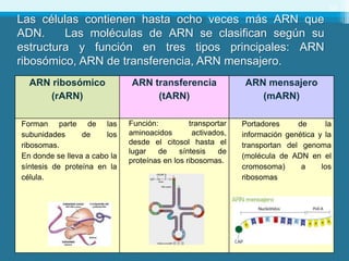 Marn Tarn Rarn 31 - 32 Nucleosidos y Nucleotidos - Acidos nucleicos - ADN y ARN ...
