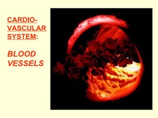 CARDIO- VASCULAR SYSTEM : BLOOD VESSELS 