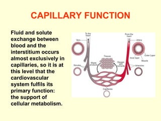 CAPILLARY FUNCTION Fluid and solute exchange between blood and the interstitium occurs almost exclusively in capillaries, so it is at this level that the cardiovascular system fulfils its primary function:  the support of cellular metabolism. 