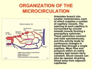 ORGANIZATION OF THE MICROCIRCULATION Arterioles branch into smaller metarterioles, each of which supplies a number of capillary vessels. The opening to each capillary is surrounded by circular smooth muscle forming a precapillary sphincter. These sphincters contract and relax spontaneously, and this activity leads to continuous changes in blood flow through a single capillary. Mean flow and pressure within an entire capillary bed remain fairly constant. Shunt vessels can also be opened, diverting blood away from adjacent capillaries . 