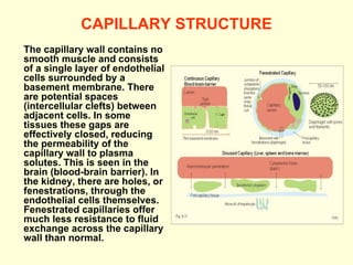 CAPILLARY STRUCTURE The capillary wall contains no smooth muscle and consists of a single layer of endothelial cells surrounded by a basement membrane. There are potential spaces (intercellular clefts) between adjacent cells. In some tissues these gaps are effectively closed, reducing the permeability of the capillary wall to plasma solutes. This is seen in the brain (blood-brain barrier). In the kidney, there are holes, or fenestrations, through the endothelial cells themselves. Fenestrated capillaries offer much less resistance to fluid exchange across the capillary wall than normal. 
