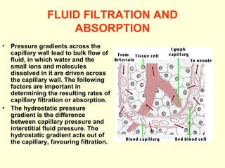 FLUID FILTRATION AND ABSORPTION Pressure gradients across the capillary wall lead to bulk flow of fluid, in which water and the small ions and molecules dissolved in it are driven across the capillary wall. The following factors are important in determining the resulting rates of capillary filtration or absorption. The hydrostatic pressure gradient is the difference between capillary pressure and interstitial fluid pressure. The hydrostatic gradient acts out of the capillary, favouring filtration. 